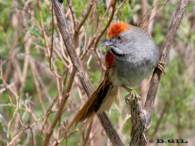 PIJUÍ COMÚN (Synallaxis spixi) - El Colorado-CANELONES (Setiembre 2012)